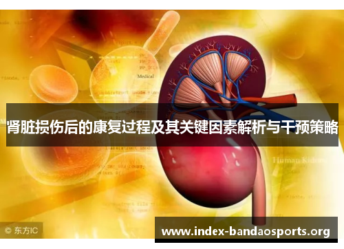肾脏损伤后的康复过程及其关键因素解析与干预策略 肾脏损伤后的康复过程及其关键因素解析与干预策略